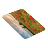 Poppies-Feld Magnet (Rechte Seite)
