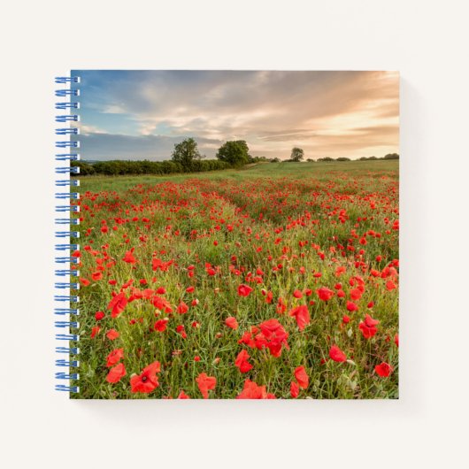 Poppies-Feld Notizblock (Vorderseite)