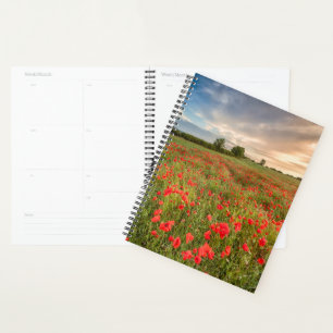 Poppies-Feld Planer