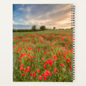 Poppies-Feld Planer (Rückseite)