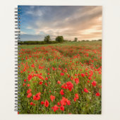 Poppies-Feld Planer (Vorderseite)
