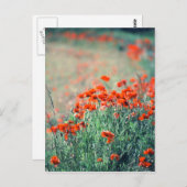 Poppies-Feld | Postkarte (Vorne/Hinten)