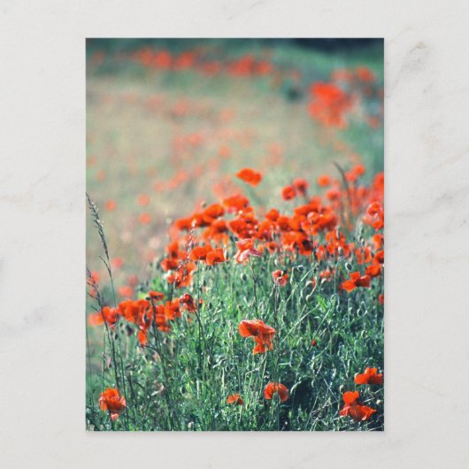 Poppies-Feld | Postkarte (Vorderseite)