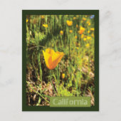Poppies-Feld Postkarte (Vorderseite)