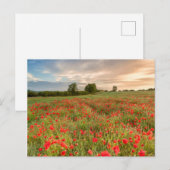 Poppies-Feld Postkarte (Vorne/Hinten)