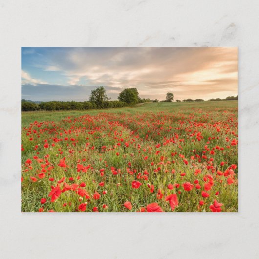 Poppies-Feld Postkarte (Vorderseite)