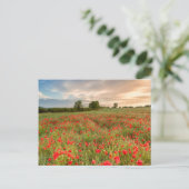 Poppies-Feld Postkarte (Stehend Vorderseite)