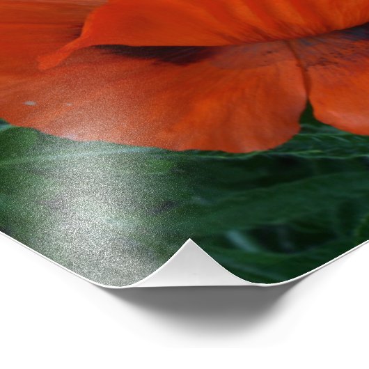 Poppies Fotodruck (Ecke)