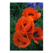 Poppies Fotodruck (Vorne)