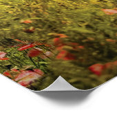 Poppies - Fragranatal Poster (Ecke)