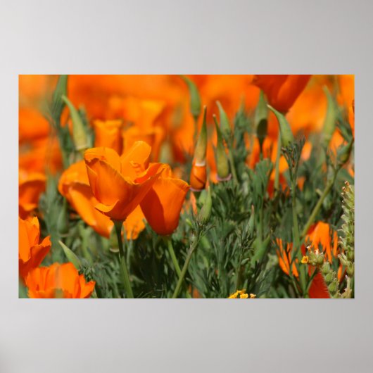 Poppies Galore Print Poster (Vorne)
