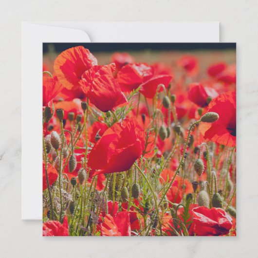 Poppies Greetings Card Dankeskarte (Vorderseite)