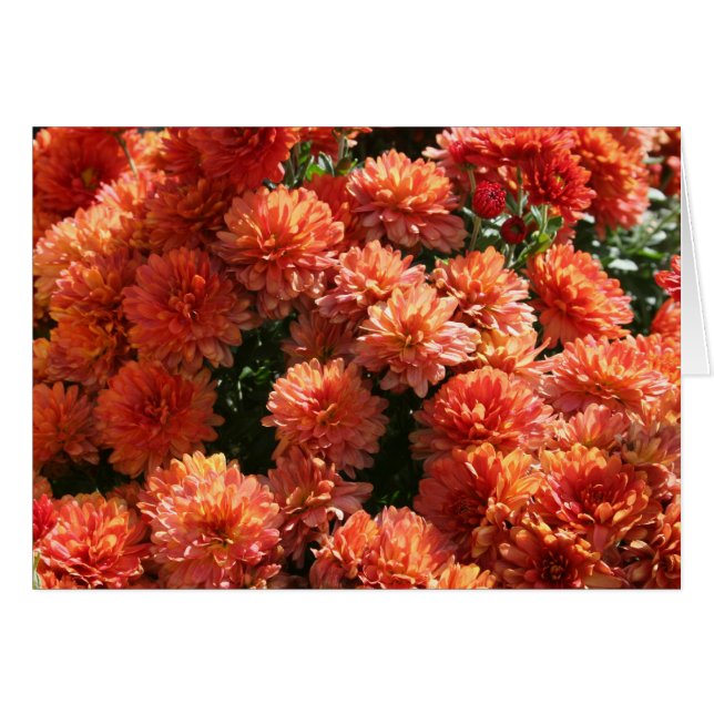 Poppies I (Vorderseite (Horizontal))