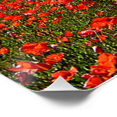 Poppies in Bloom Poster (Ecke)