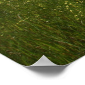 Poppies in Fields Poster (Ecke)