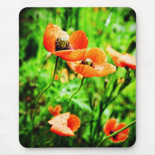 Poppies in Neuseeland Mousepad (Vorne)