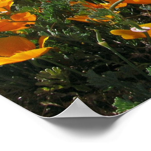 Poppies in Perspektive Poster (Ecke)