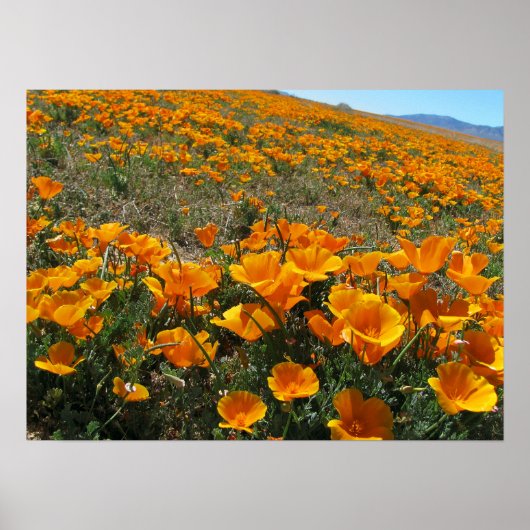 Poppies in Perspektive Poster (Vorne)