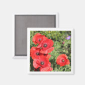 Poppies-Magnet Magnet (Vorderseite/Rückseite)
