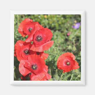 Poppies-Magnet Magnet