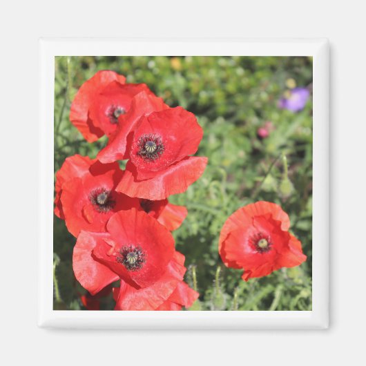 Poppies-Magnet Magnet (Vorne)
