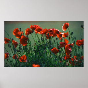 Poppies Nr. 3   Poster