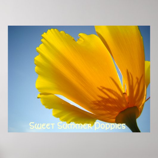 POPPIES Orange Poppy Blume 13 Art Prints Posters Poster (Vorne)