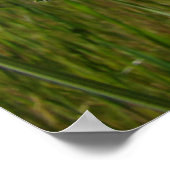 POPPIES Orange Poppy Blume Kunst, Kunst und Gerahm Poster (Ecke)