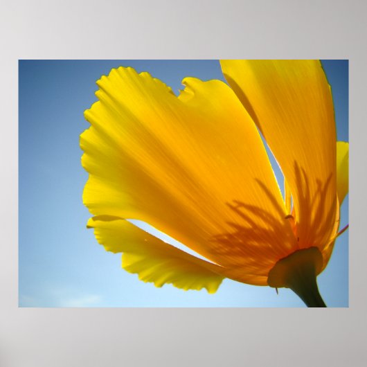 POPPIES Poppy Blume 13 Art Prints Posters Poster (Vorne)