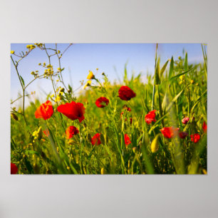 Poppies Poster