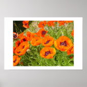 Poppies Poster (Vorne)