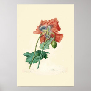 Poppies Poster