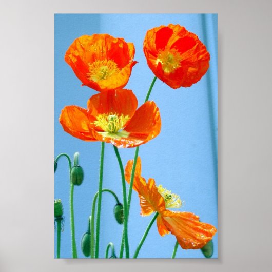 Poppies Poster (Vorne)