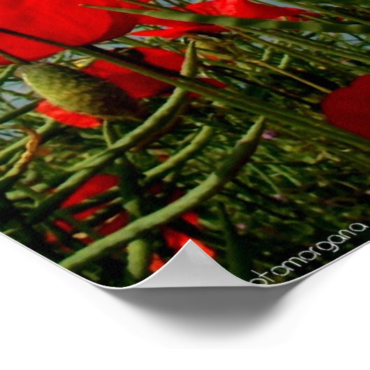 Poppies Poster (Ecke)