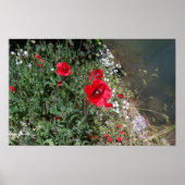 Poppies Poster (Vorne)