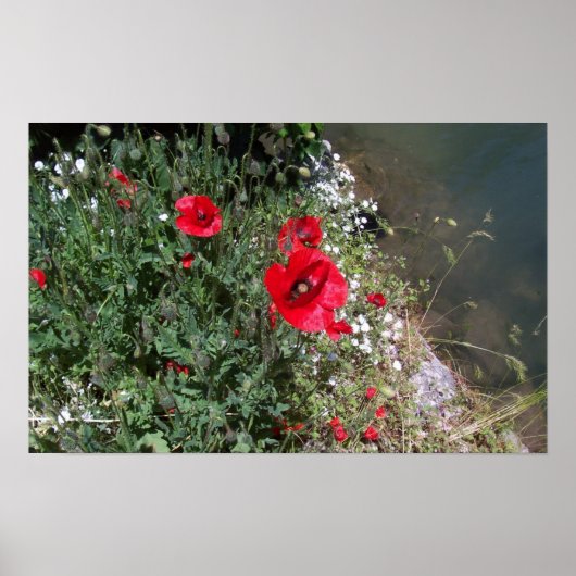 Poppies Poster (Vorne)