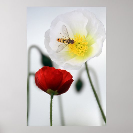 Poppies Poster Print (Vorne)