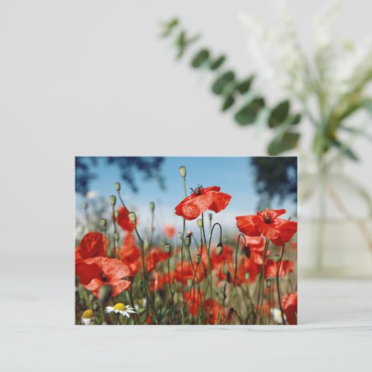 Poppies Postkarte (Stehend Vorderseite)