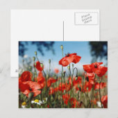 Poppies Postkarte (Vorne/Hinten)