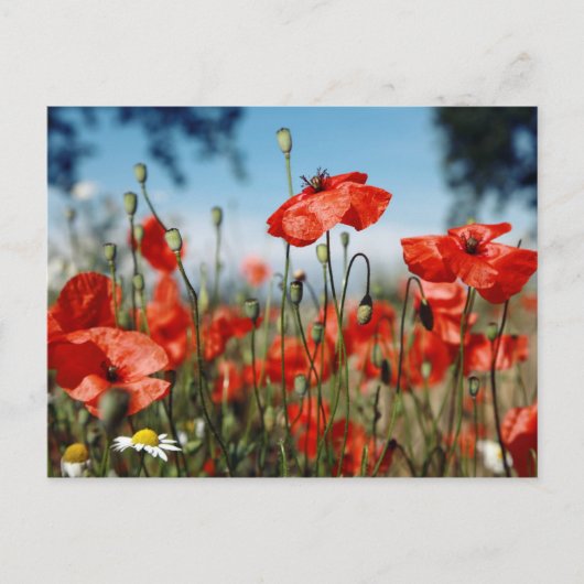 Poppies Postkarte (Vorderseite)