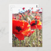 Poppies Postkarte (Vorne/Hinten)