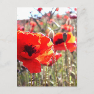 Poppies Postkarte