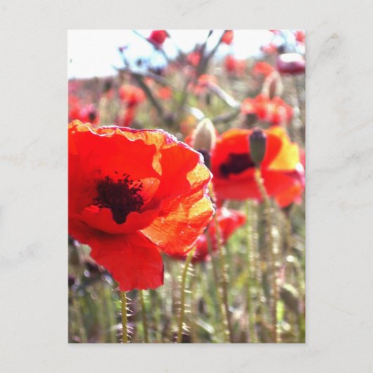 Poppies Postkarte (Vorderseite)