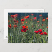 Poppies Postkarte (Vorne/Hinten)