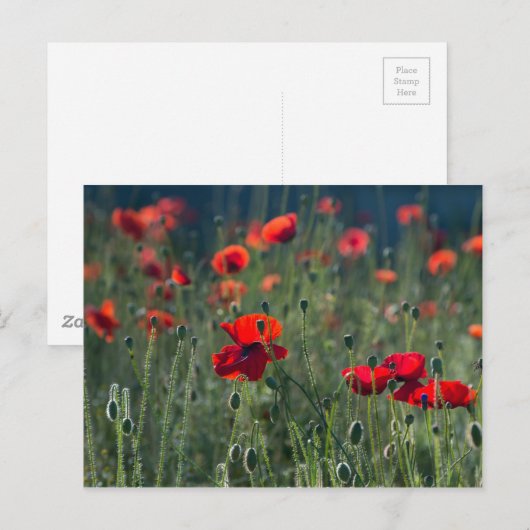 Poppies Postkarte (Vorne/Hinten)