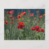 Poppies Postkarte (Vorderseite)