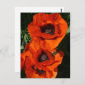 Poppies Postkarte (Vorne/Hinten)
