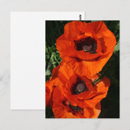 Poppies Postkarte (Vorne/Hinten)