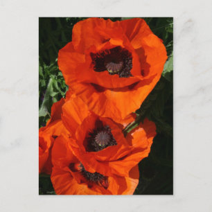 Poppies Postkarte