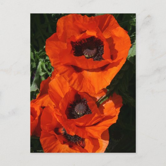 Poppies Postkarte (Vorderseite)
